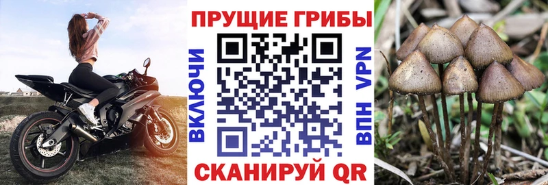 купить наркотики сайты  Алейск  Псилоцибиновые грибы MAGIC MUSHROOMS 
